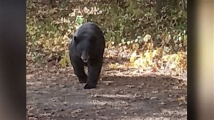 
10-Year-Old Boy Attacked by Bear in Grandparents’ Backyard in Connecticut 