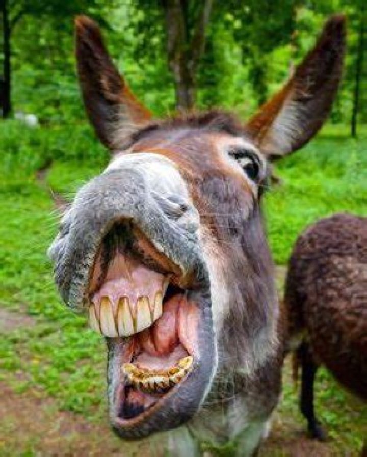 
Who are Patrick Muiruri and Elizabeth Wangeci? Duo arrested in Kiambu County for slaughtering donkeys 